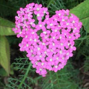 Meet your Posher, Cathy